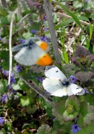 Orange Tip 2010 - Dave Miller