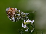 Orange Tip 2009 - Sezar Hikmet