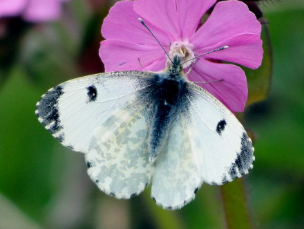 Orange-tip (f) 2010 - Dave Miller