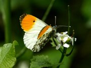 Orange Tip 2009 - Sezar Hikmet