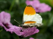 Orange Tip 2009 - Sezar Hikmet