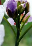 Orange Tip egg 2010 - Dave Miller