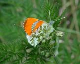 Orange Tip 2005 - Andrew Middleton