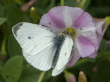 Small White (m) 2017 - Bob Clift