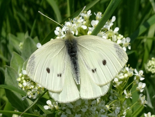 Small White (f) 2018 - Dave Miller