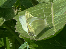 Small Whites 2016 - Peter Clarke