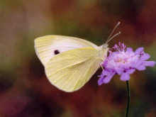 Small White 2004 - Clive Burrows