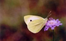 Small White 2004 - Clive Burrows