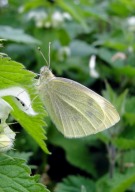 Small White 2010 - Dave Miller