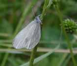 Wood White 2001 - Nick Sampford