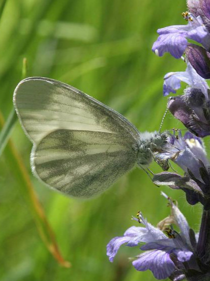 Wood White 2006 - Sandra Standbridge