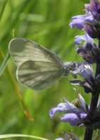 Wood White 2006 - Sandra Standbridge