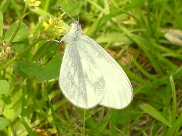 Wood White 2007 - Darin Stanley