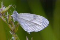 Wood White 2009 - Bob Clift