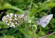 Wood White and Orange Tip 2010 - Dave Miller