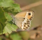 Dusky Heath 2006 - Roger Gibbons