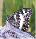 Great Banded Grayling 2003 - Richard Bigg