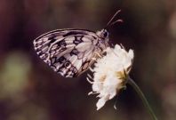 Marbled White 2002 - Bob Hasra