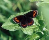 Scotch Argus 2002 - Roger Gibbons