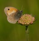 Small Heath 2006 - Bob Hasra