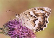 Striped Grayling 2003 - Clive Burrows