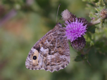 Grayling 2006 - Liz Goodyear