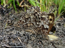 Grayling pair 2017 - Dave Miller