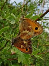 Gatekeeper pair 2017 - Dave Miller