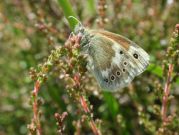 Large Heath 2002 - Angela Sampford