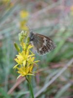 Large Heath 2002 - Nick Sampford