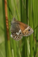 Large Heath 2005 - Nick Sampford