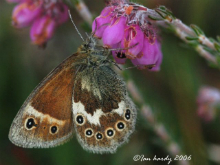 Large Heath 2006 - Ian Hardy