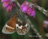 Large Heath 2006 - Ian Hardy