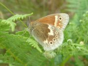 Large Heath 2006 - Trevor Chapman