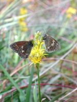 Large Heath 2002 - Nick Sampford