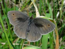 Meadow Brown (m) 2013 - Dave Miller