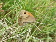 Meadow Brown 2001 - Nick Sampford