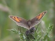 Meadow Brown 2002 - Liz Goodyear