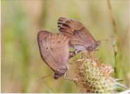 Meadow Brown 2003 - Clive Burrows