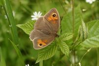 Meadow Brown 2004 - Nick Sampford