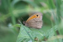 Meadow Brown 2005 - Sandra Standbridge