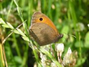 Meadow Brown 2006 - Simon Crockford