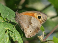 Meadow Brown 2006 - Sandra Standbridge