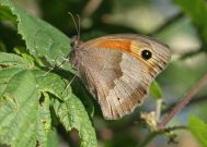 Meadow Brown 2006 - Sandra Standbridge