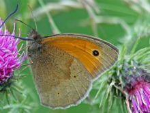 Meadow Brown 2007 - Dave MacKenzie