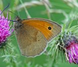 Meadow Brown 2007 - Sezar Hikmet