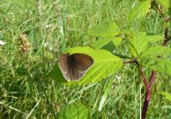 Meadow Brown 2007 - Sandra Standbridge