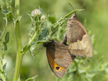 Meadow Brown pair 2017 - Bob Clift