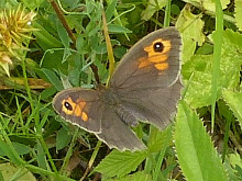 Meadow Brown 2015 - Peter Clarke