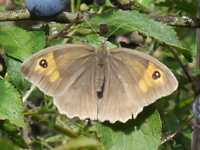 Meadow Brown 2014 - Peter Clarke